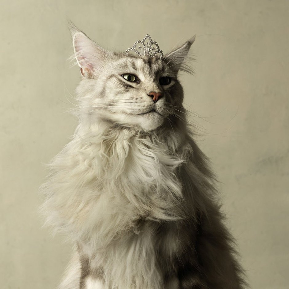 Marie Cecile Thijs коты