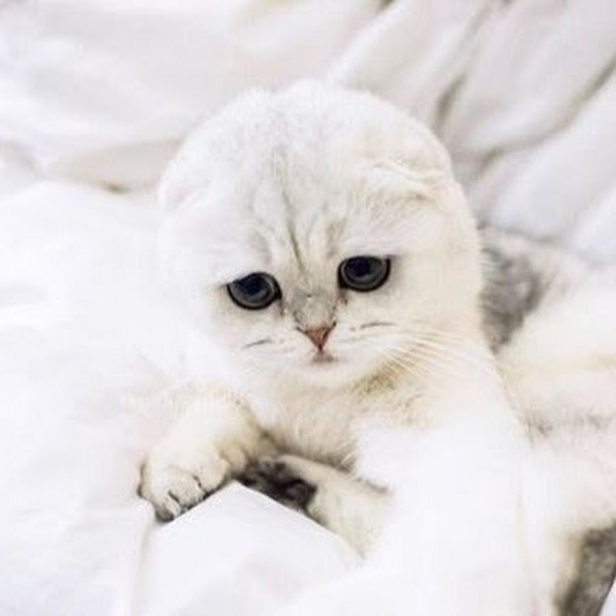 Британский кот белый с голубыми глазами пушистый