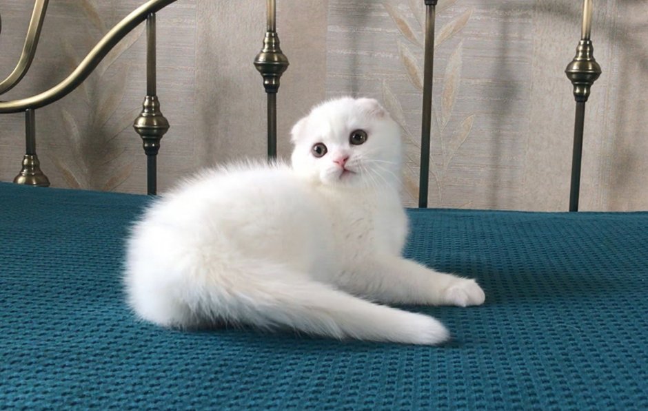 Скоттиш фолд белый