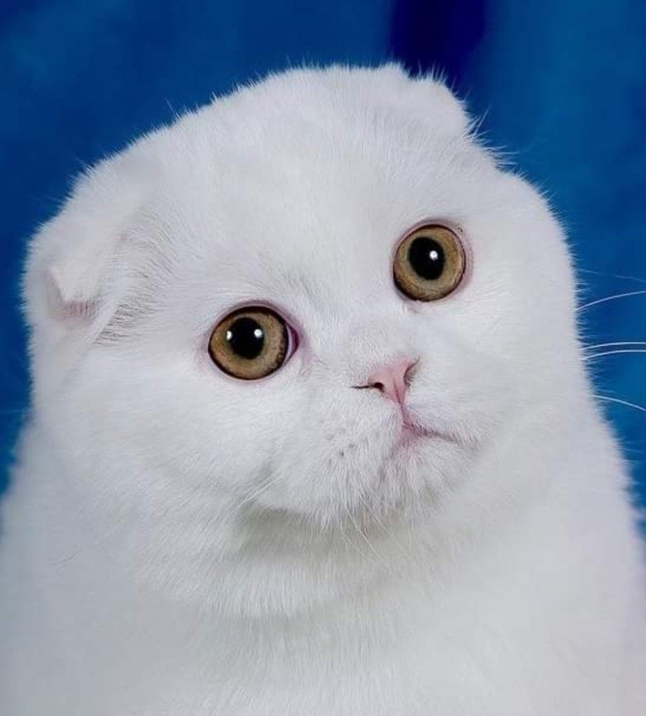 Шотландская вислоухая кошка белая