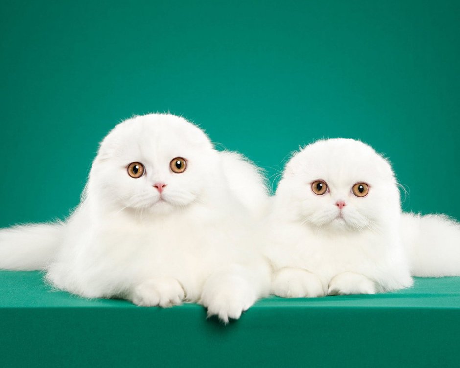 Маленькие белые Шотландские котята