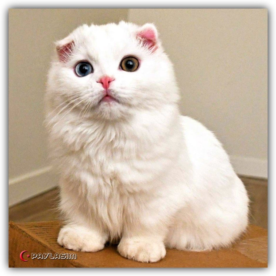 Котенок британский вислоухий белый 1 месяц