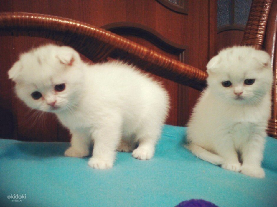 Манчкин котёнок вислоухий белый