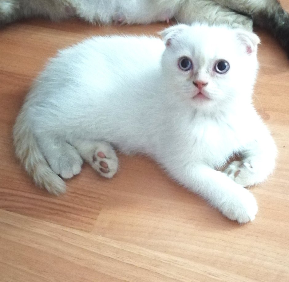 Скоттиш фолд Манчкин