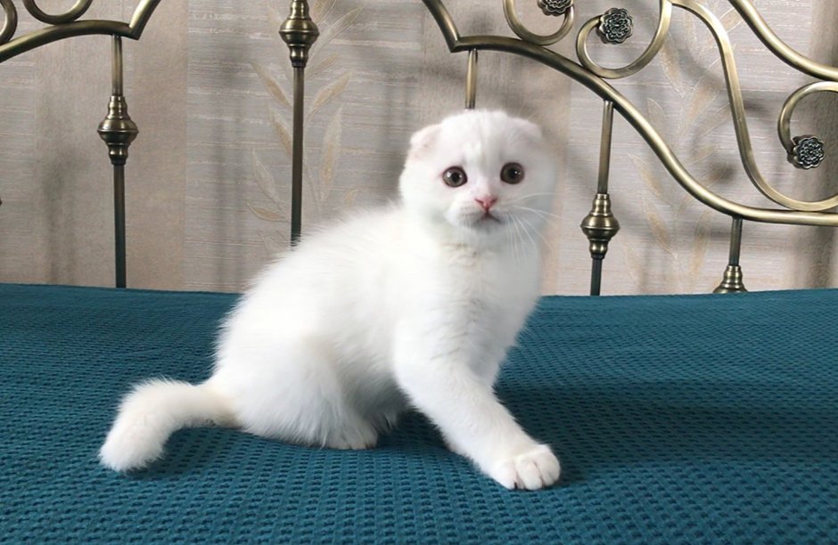 Шотландский прямоугольный уши