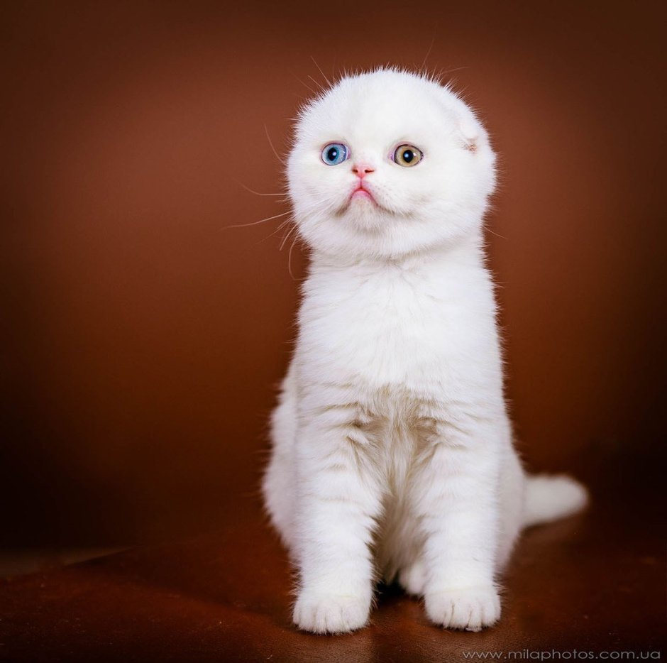 Вислоухие котята шотландцы белые