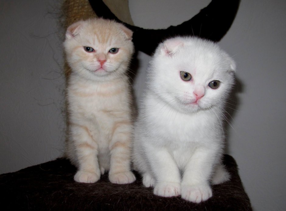 Шотландские вислоухие котята белые