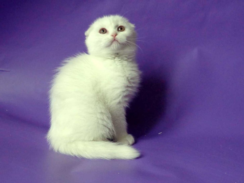 Шотландские вислоухие котята белые