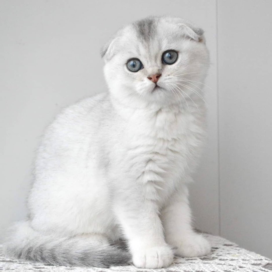 Скоттиш-фолд Шотландская