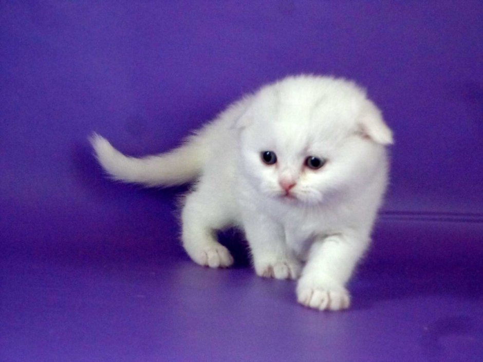 Белый вислоухий кот