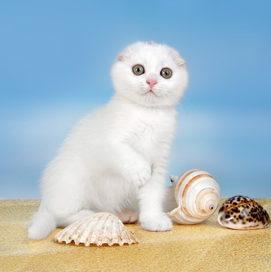 Пушистый Триколор вислоухий котенок