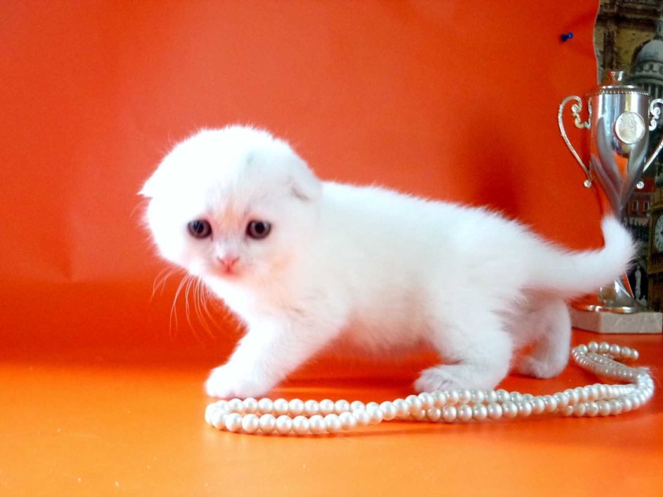 Вислоухий с голубыми глазами