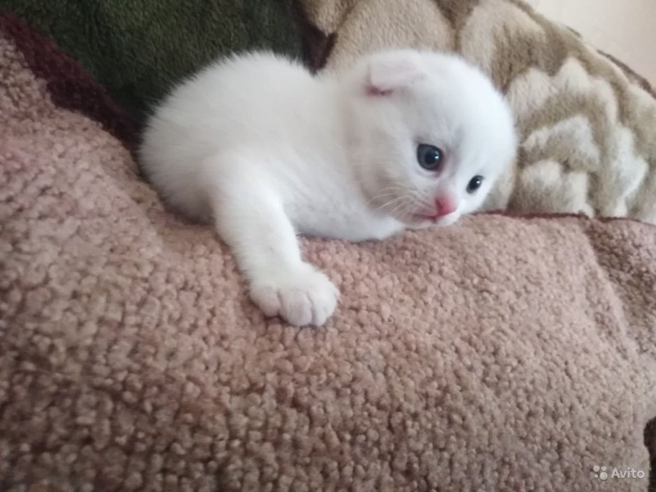 Шотландская вислоухая кошка шиншилла белая