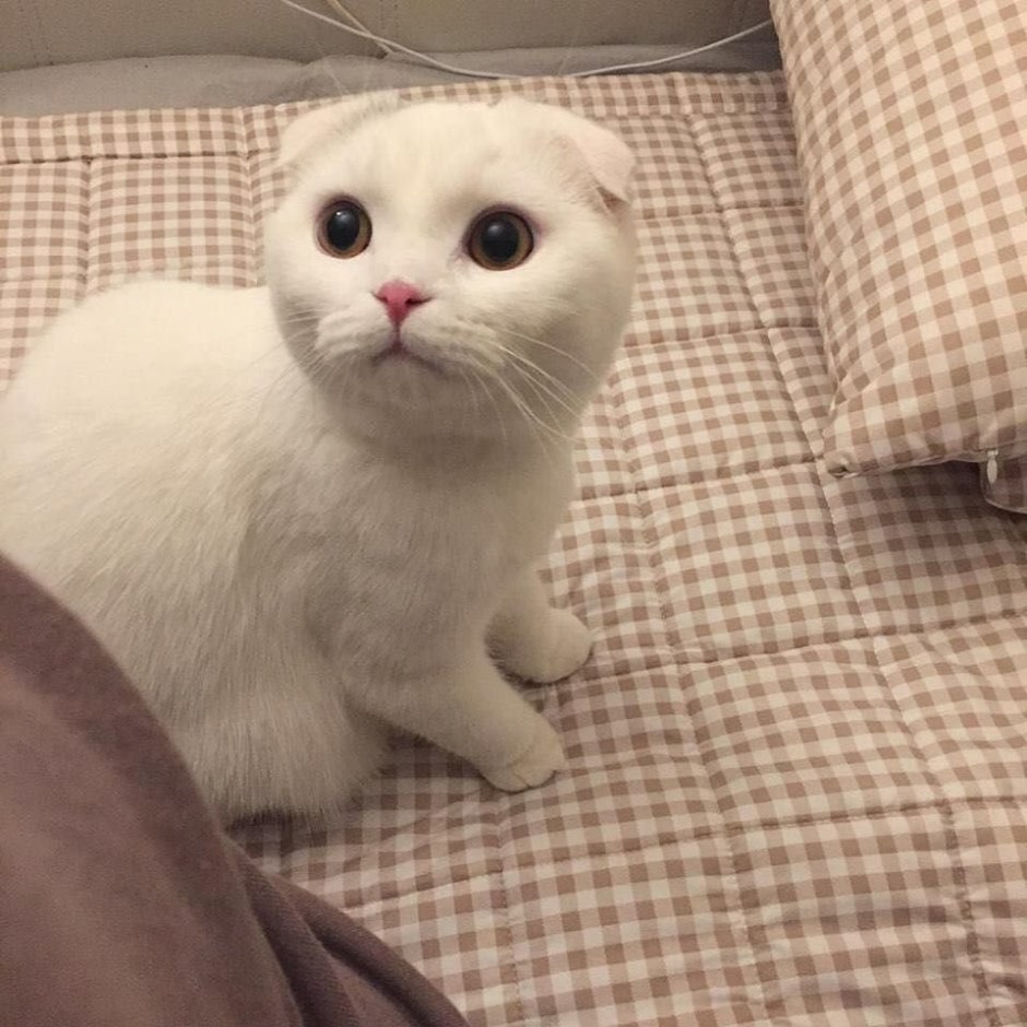 Британские котята белые