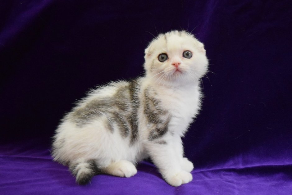 Шотландский прямоухий котенок белый