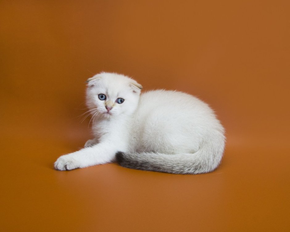 Белая вислоухая кошка с желтыми глазами