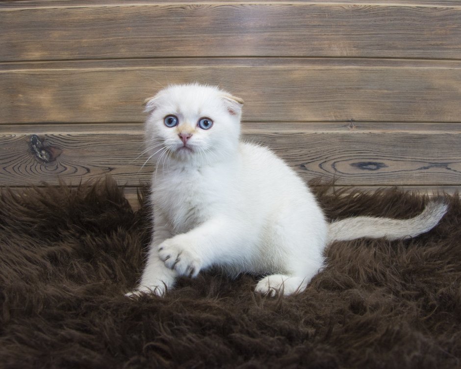 Шотландская прямоухая кошка белая