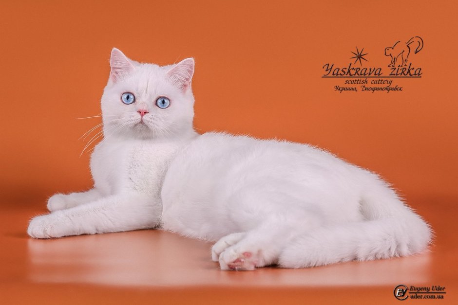 Белый вислоухий котенок шотландский в корзинке