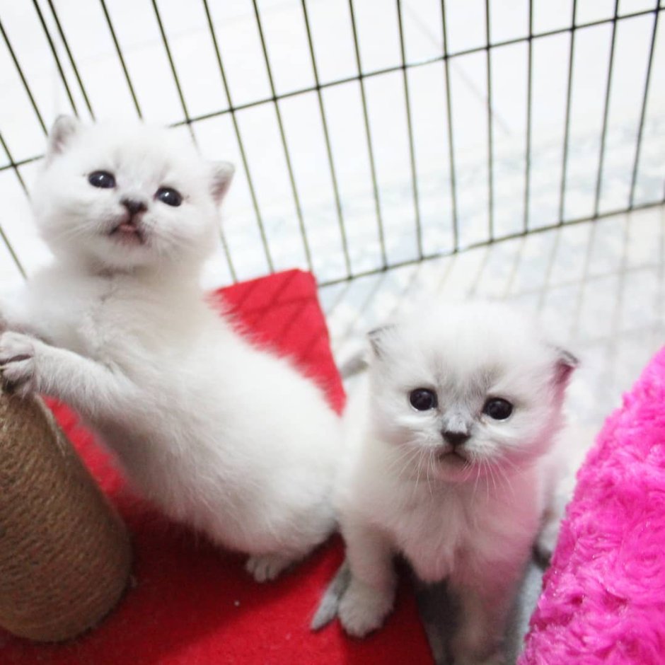 Белая шиншилла кот вислоухий