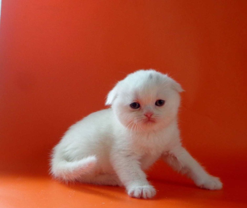 Скоттиш Страйкер белый