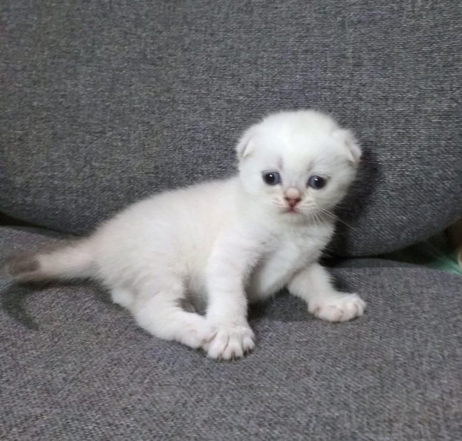 Британец кот вислоухий белый