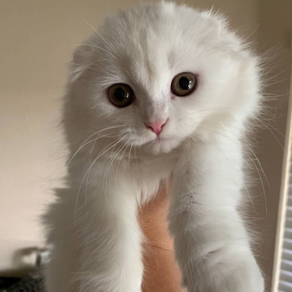 Британская шиншилла белая вислоухая