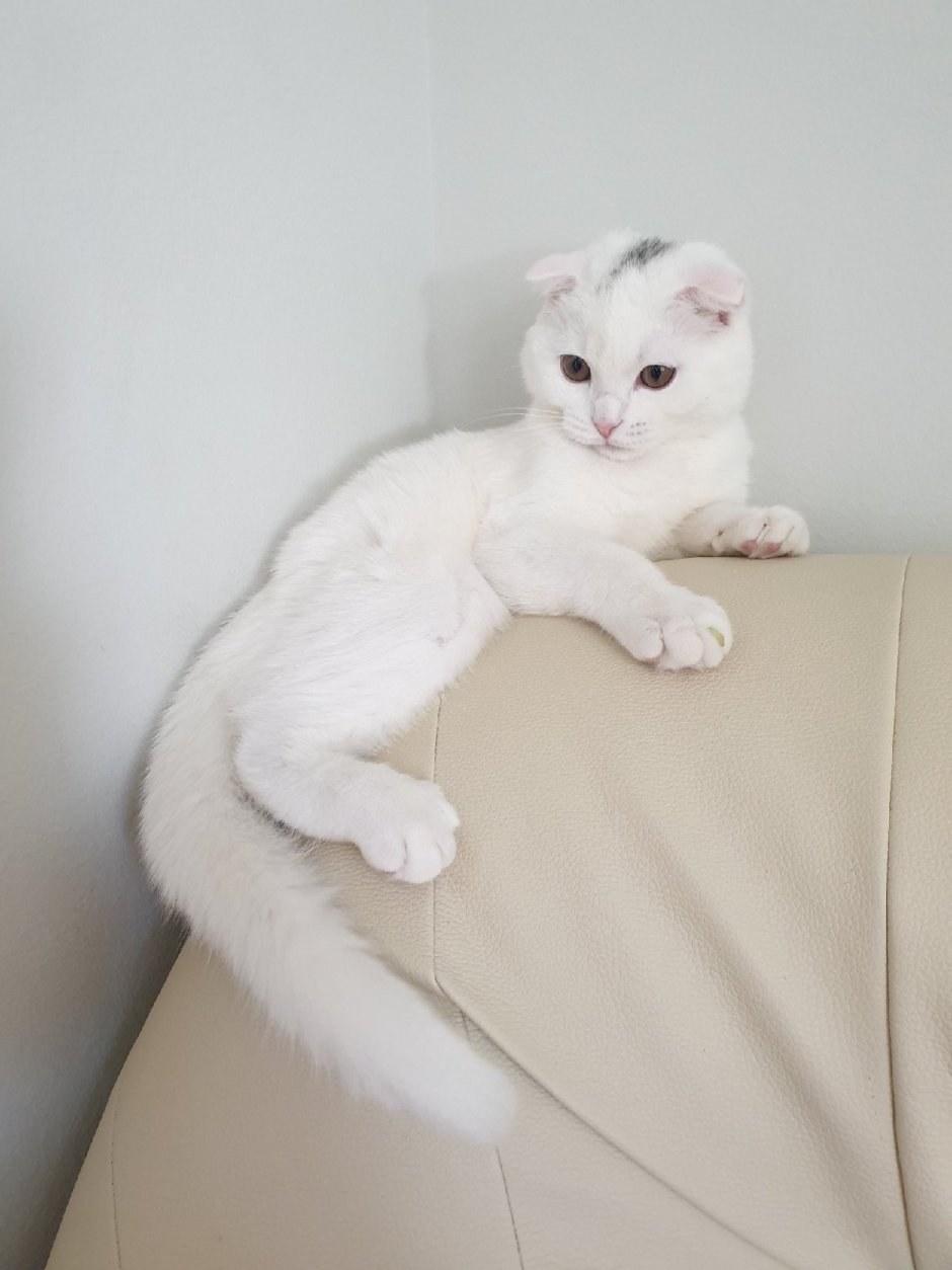 Шотландская вислоухая кошка белая с голубыми
