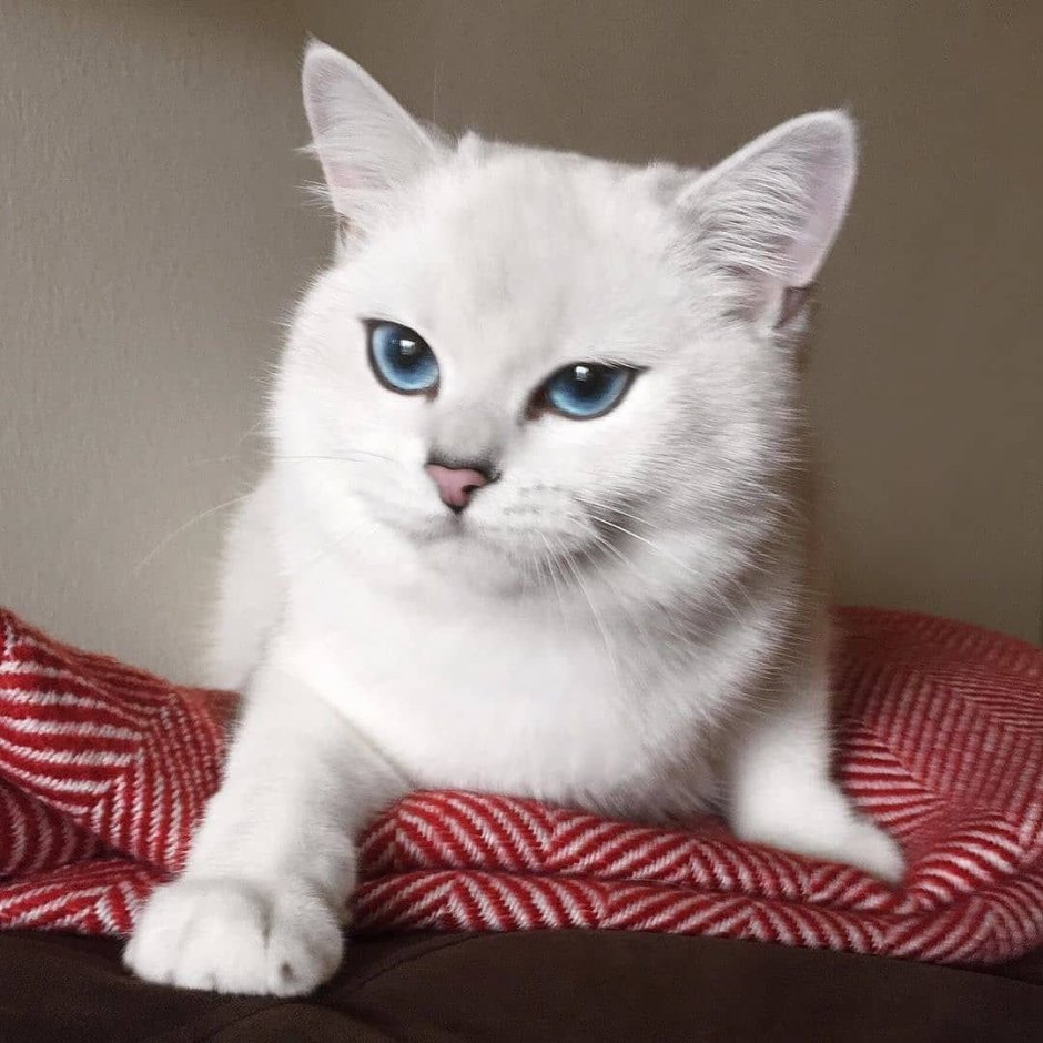 Шотландская вислоухая кошка белая