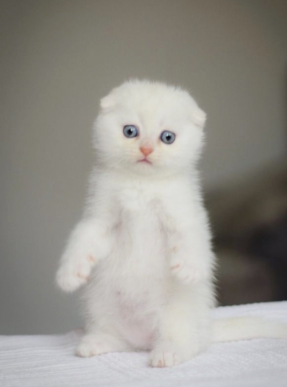 Шотландский скоттиш страйт белый