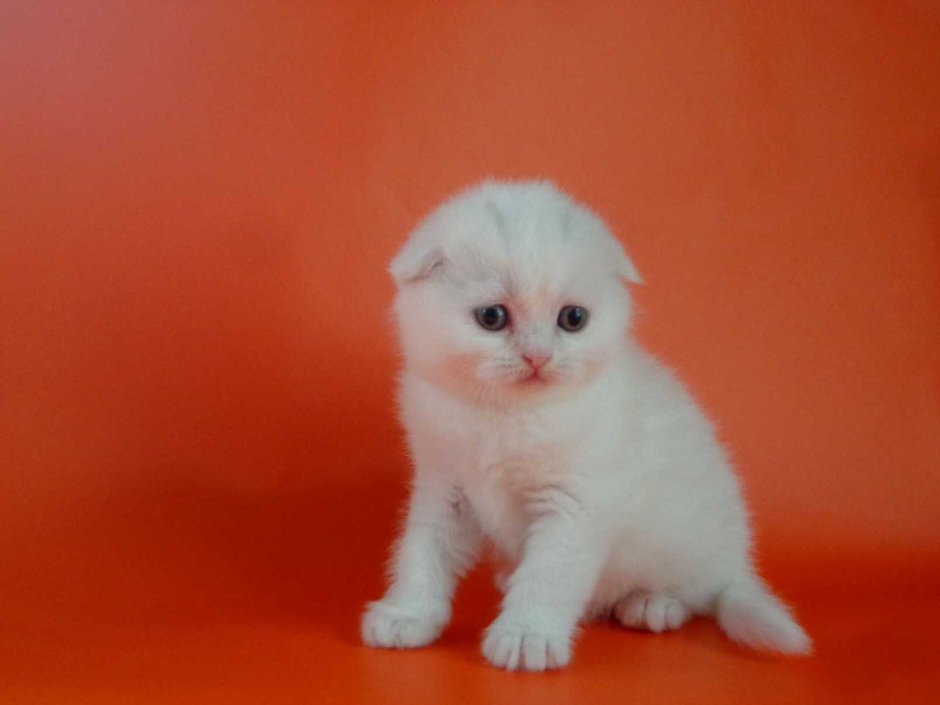 Вислоухий британец котенок белый
