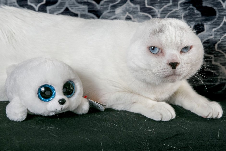 Котёнок 1 месяц шотландский вислоухий белый