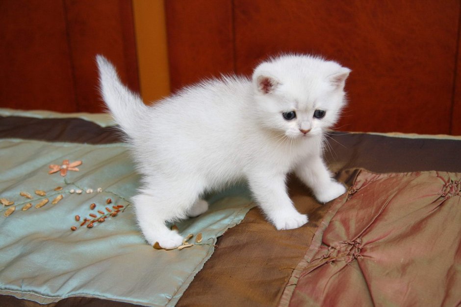Шотландские вислоухие котята белые
