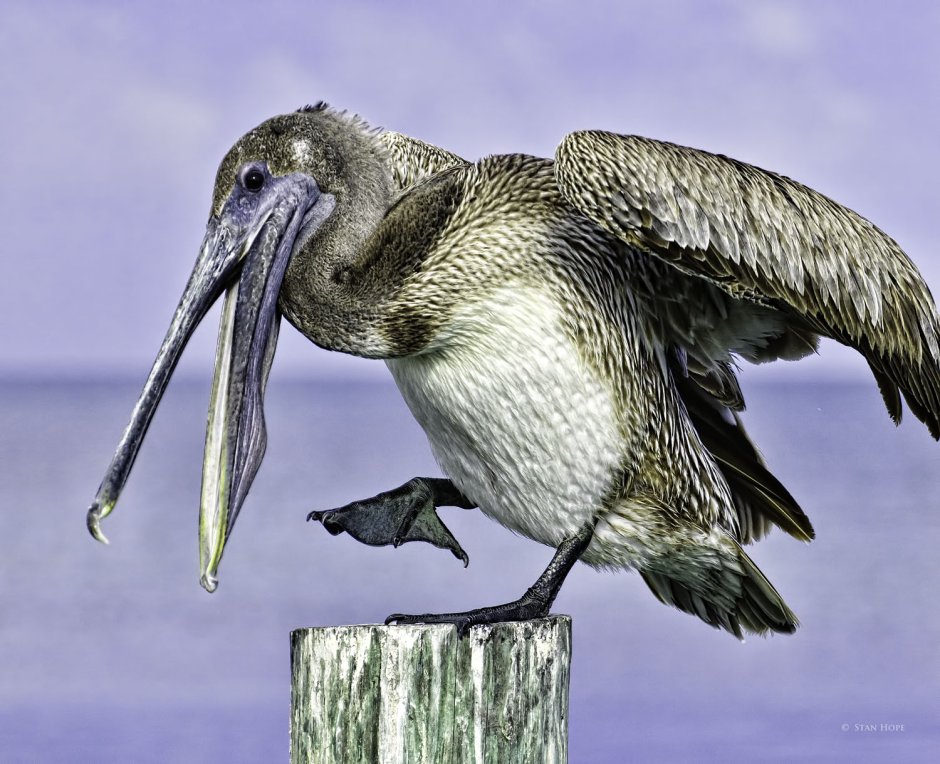 Морская птица с длинным клювом