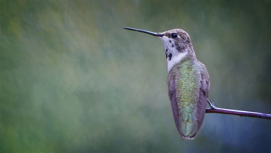Птичка с длинным клювом