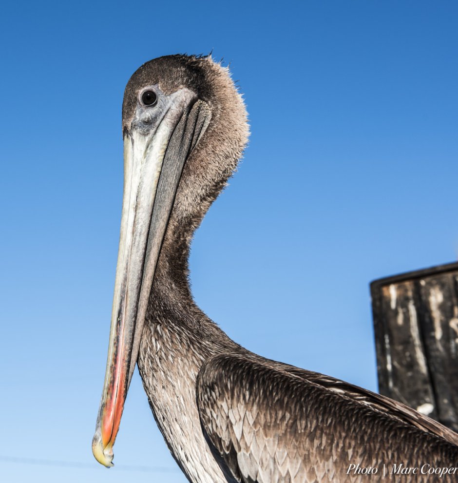 Птица похожая на пеликана
