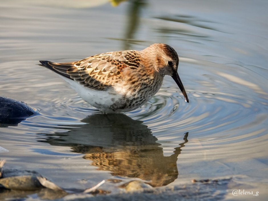 Птица на море с длинным клювом