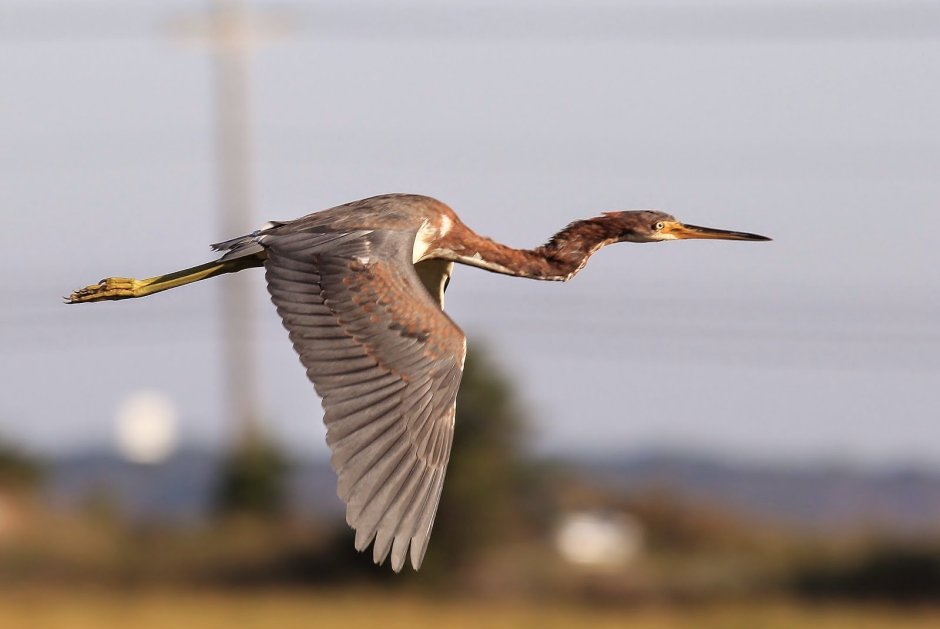 Птица с длинной шеей