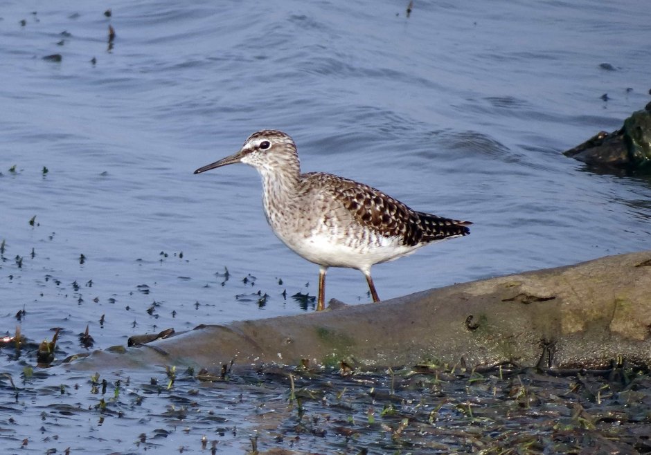 Кулик птица Болотная