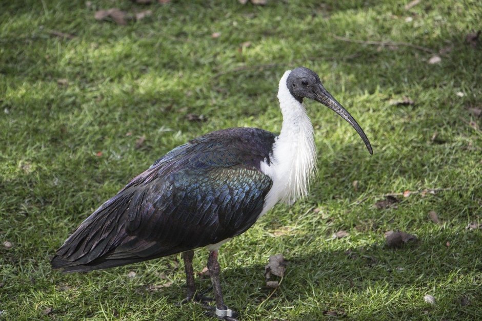 Ибис с длинным клювом