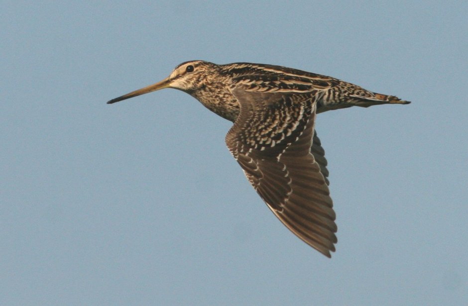 Бекас токует