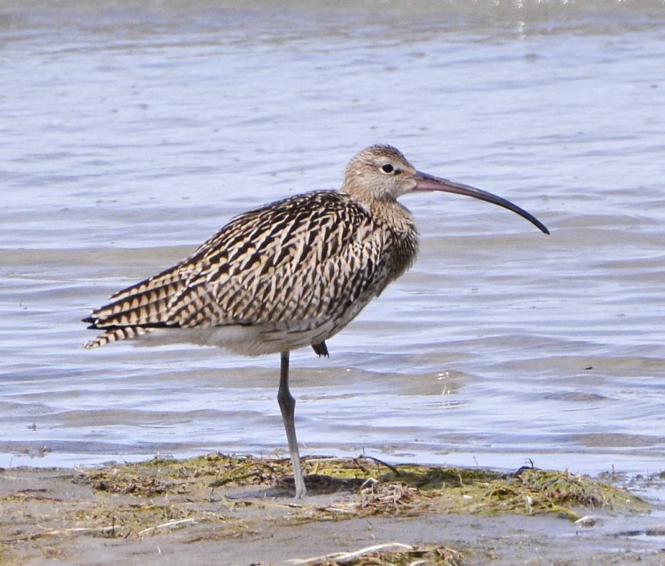 Кулик кроншнеп