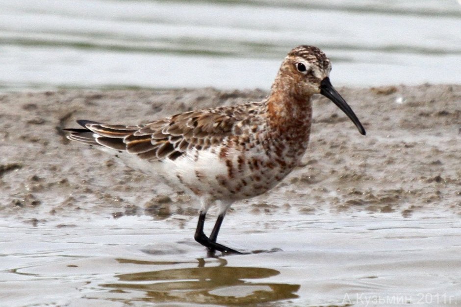 Пятнистая птица с длинным клювом