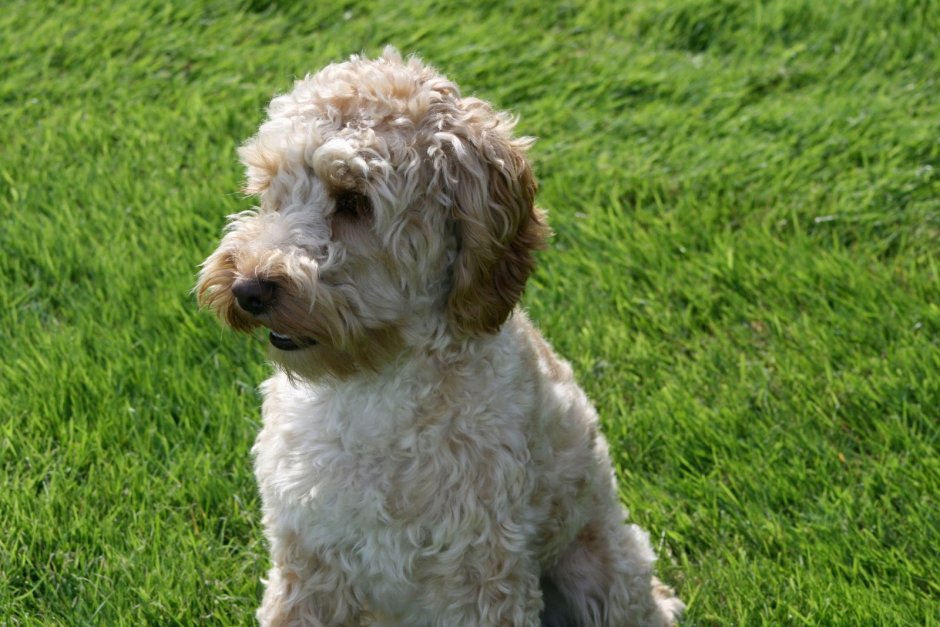 Пудель терьер