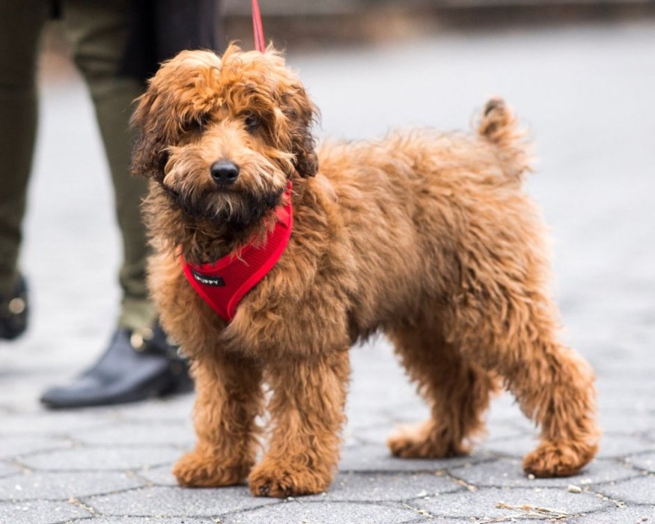 Гаванский Бишон коричневый