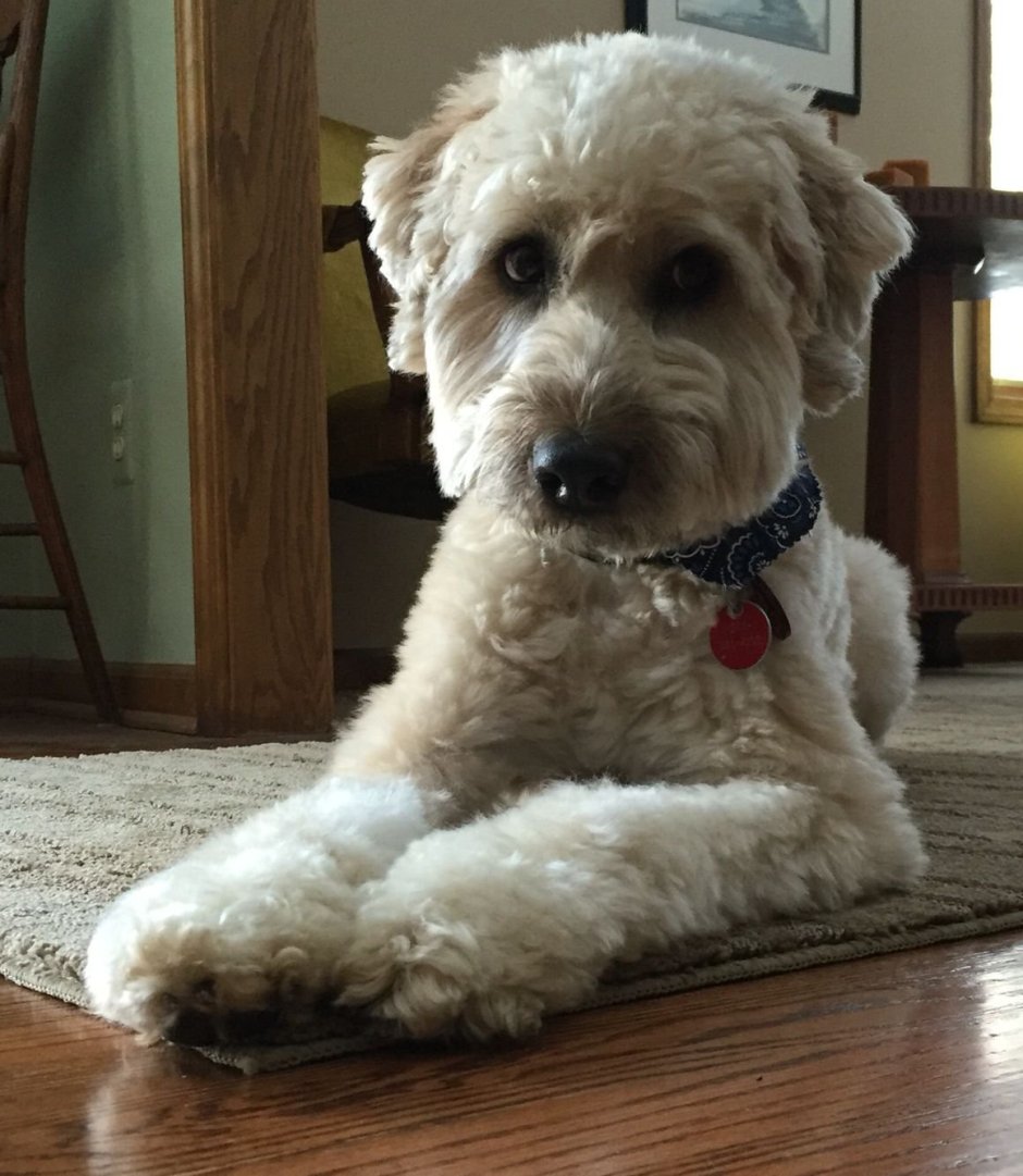 Китайская собака пудель