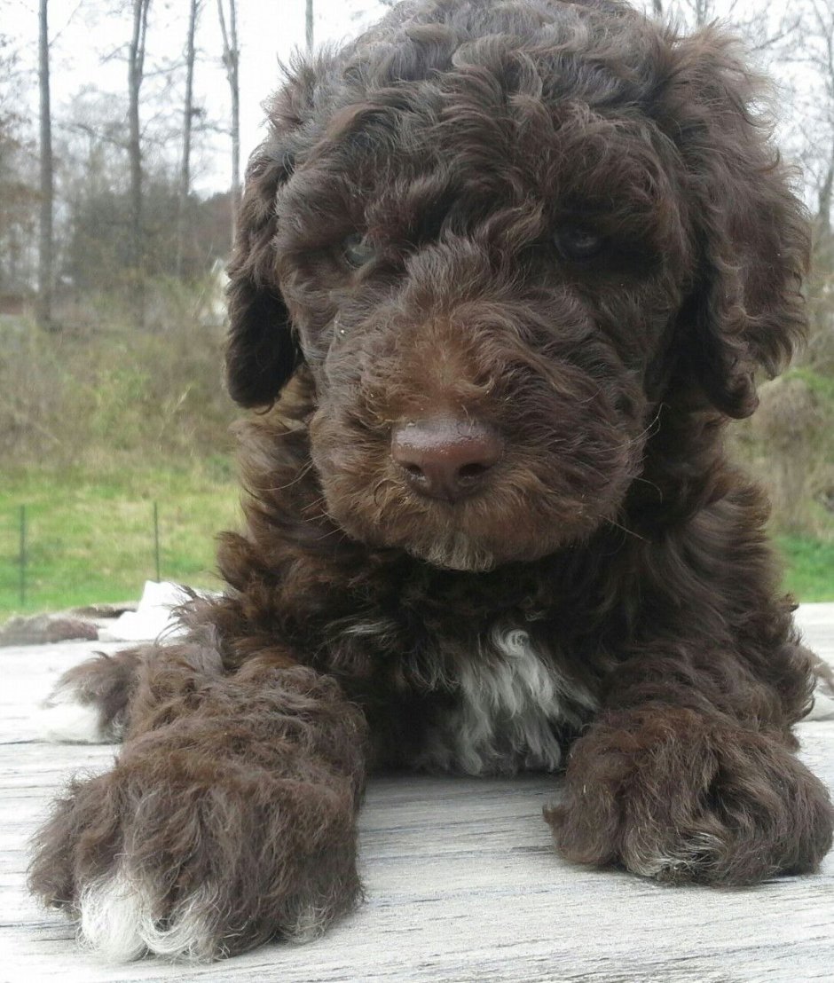 Кокапу Скай