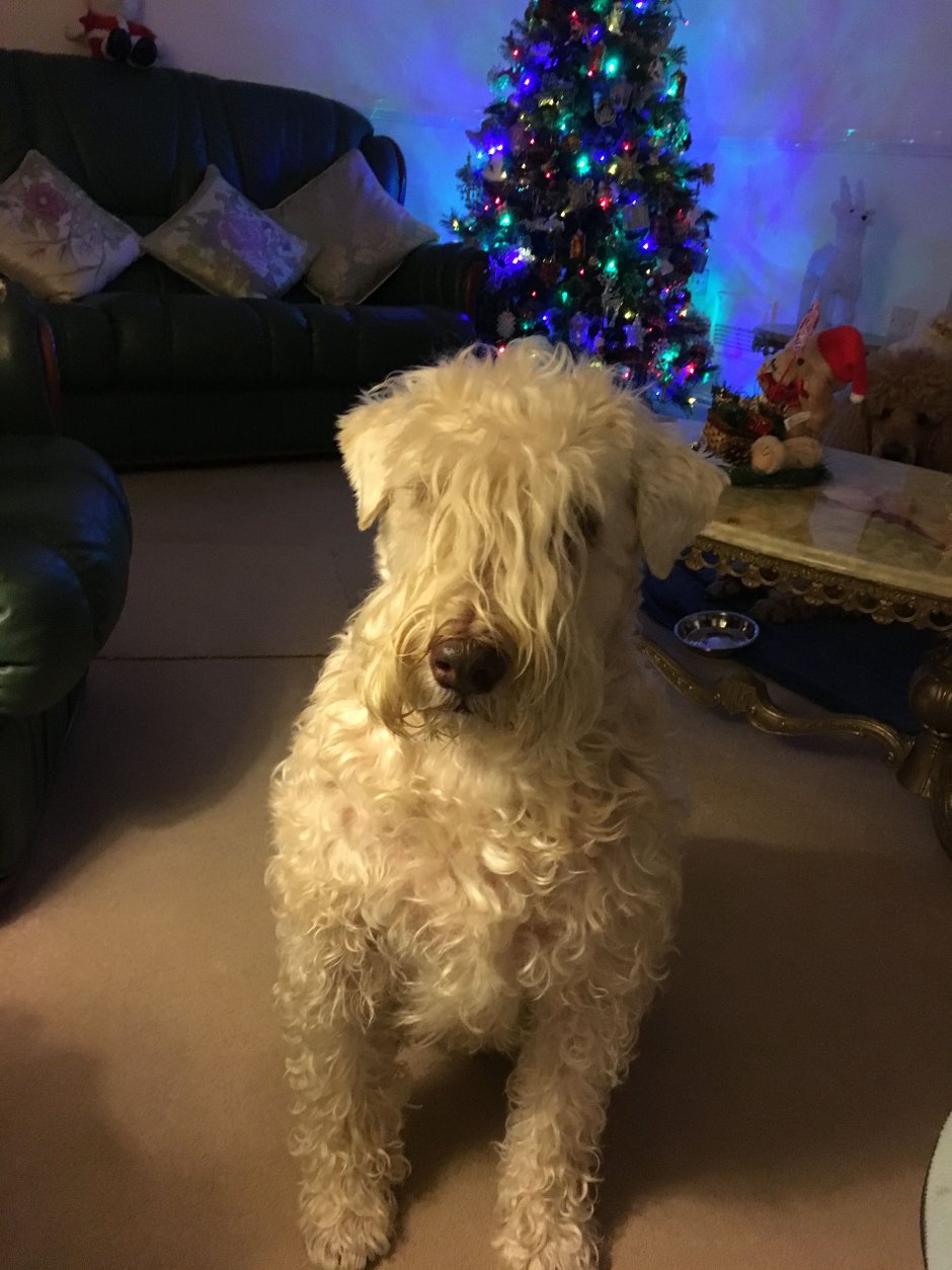 Болонка с пуделем