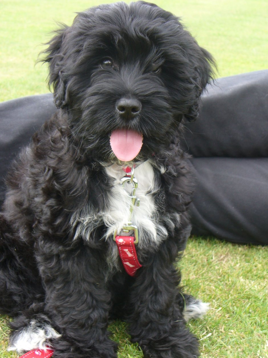 Кокер-пудель кокапу черный