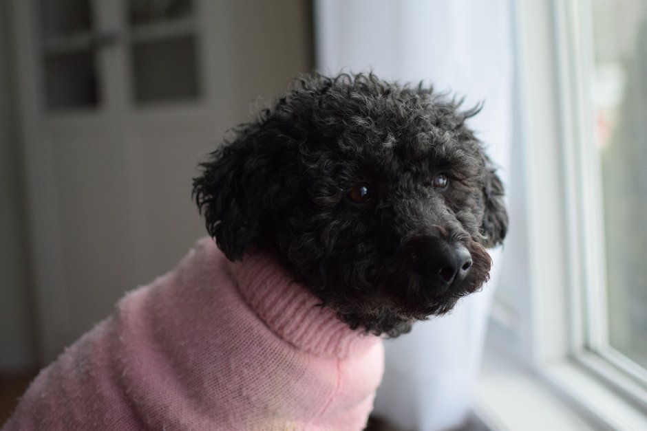 Кучерявый терьер