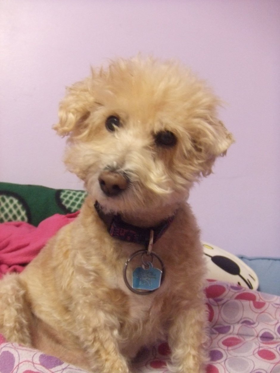 Пудель короткошерстный